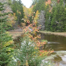 Trees and Water