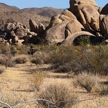 Joshua Tree Rocks