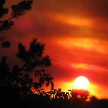 Sunset Nancy