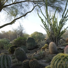 Cactus