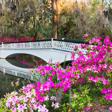 Spring on Hilton Head-Bridge with flowers