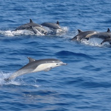 Dolphins IStock