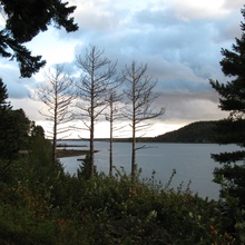 Lake with Trees