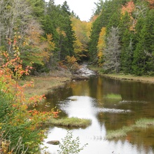 Foliage Stream