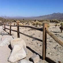 Joshua Tree Fence