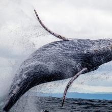 Whale