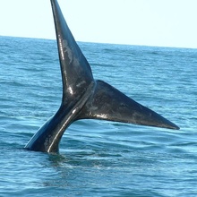 Whale